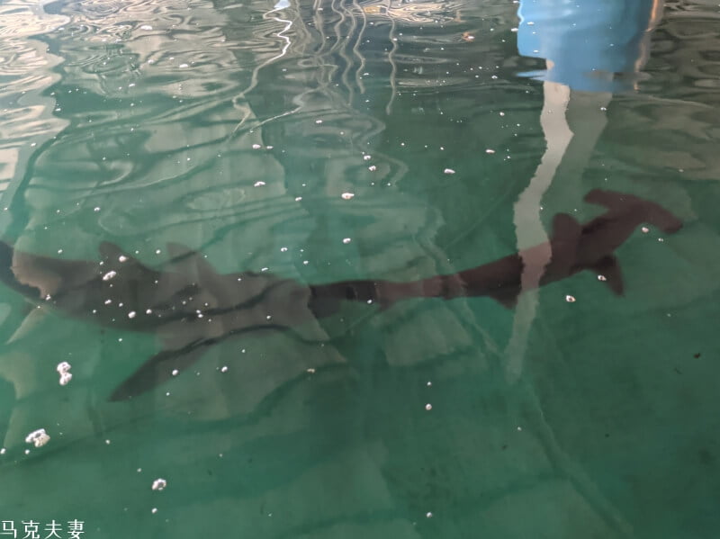 金車生技水產養殖研發中心 餵鯊魚