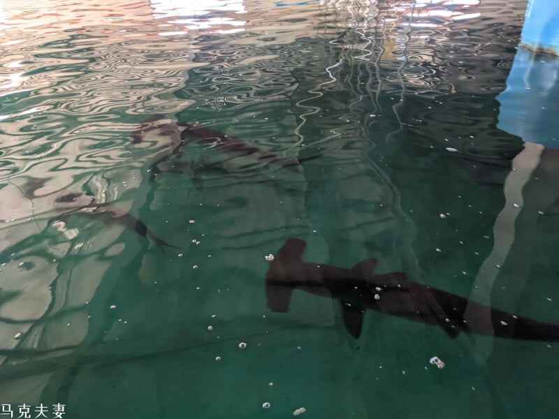 金車生技水產養殖研發中心 餵鯊魚